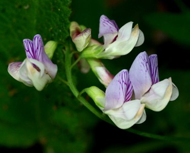 PEA. sp (vestitus, sp) (4-5-07)-2