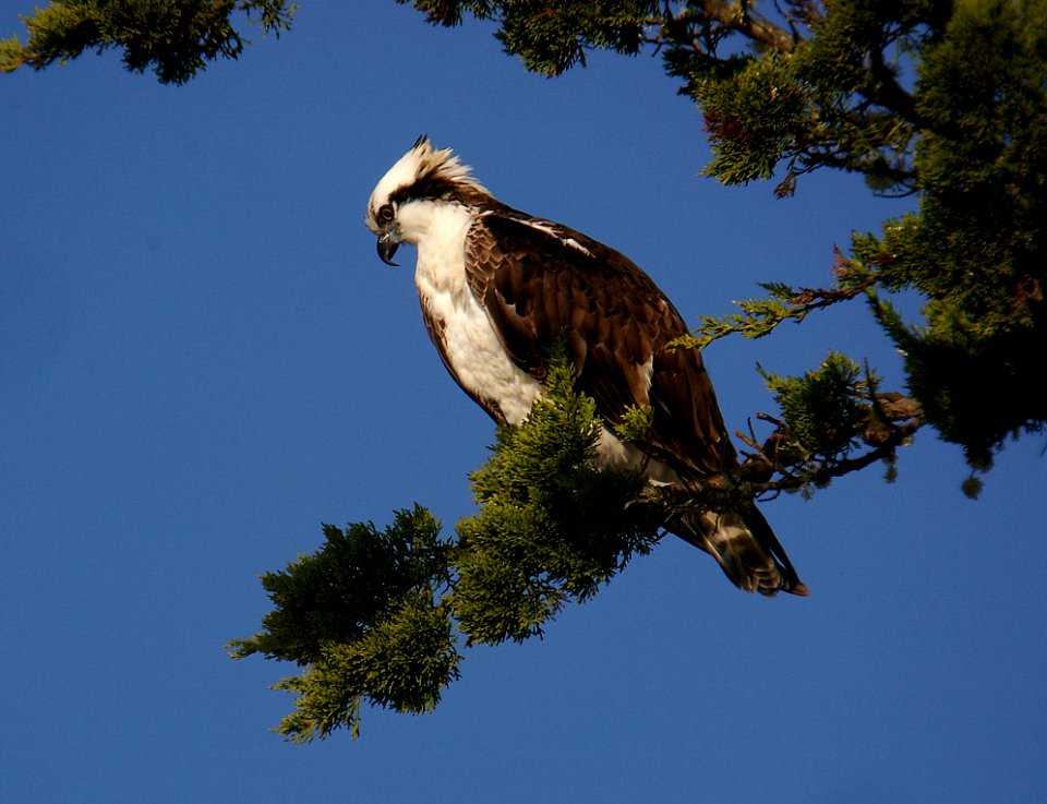 OSPREY (1-12-06) morro bay, slo co, ca