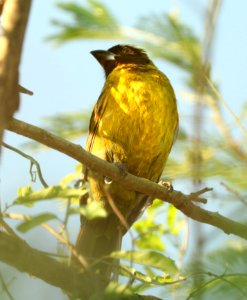 915 - CRIMSON-COLLARED GROSBEAK (4-25-2019) quinta matzatlan, hidalgo co, tx -04