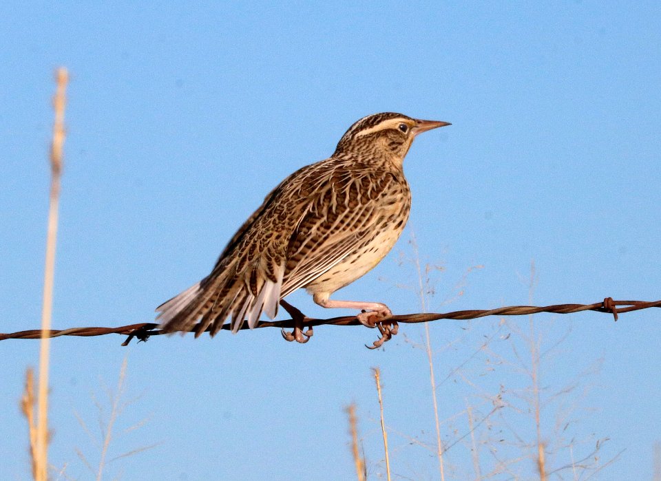 933 - WESTERN MEADOWLARK (12-14-2017) san rafael grasslands, santa cruz co, az -01