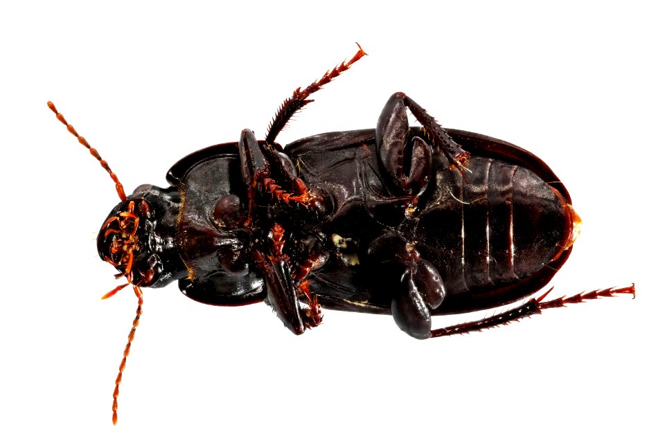 Harpalus opacipennis (bottom view)
