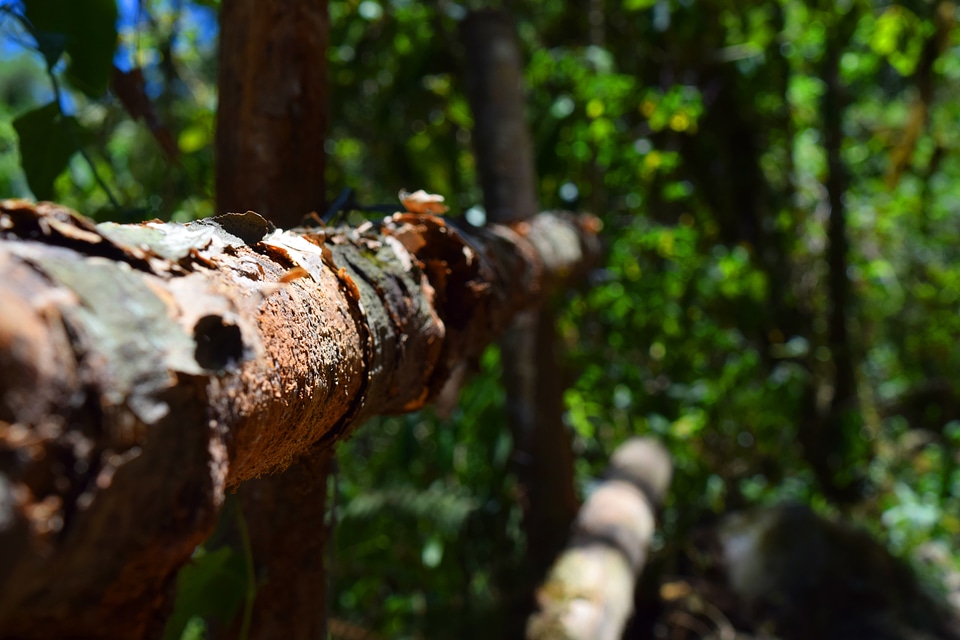 Tree texture bark