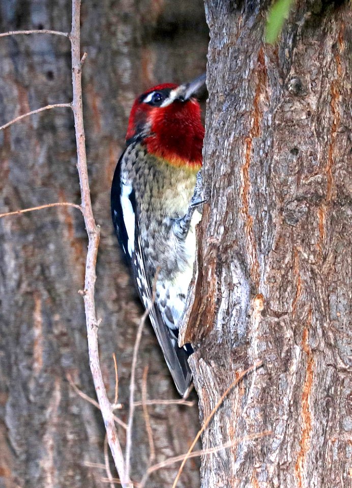 531 - RED-BREASTED SAPSUCKER (11-11-2017) 0.2 miles west of paton's on blue haven road, patagonia, santa cruz co, az -03
