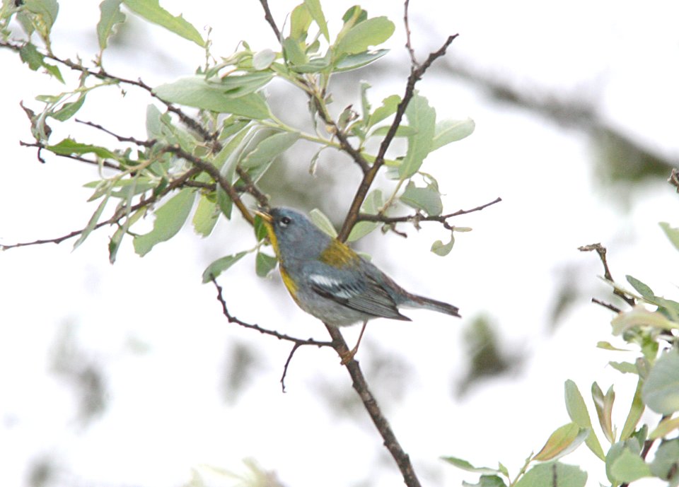 PARULA, NORTHERN (6-5-09) male, cerro alto c g road -03