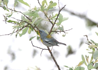 PARULA, NORTHERN (6-5-09) male, cerro alto c g road -03