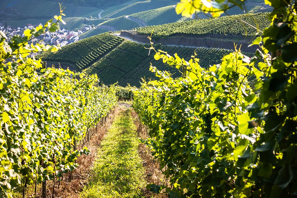 Grapevine vine vineyard