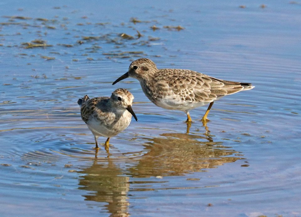317 - LEAST SANDPIPER (9-27-2020) pena blanca lake, santa cruz co, az -01