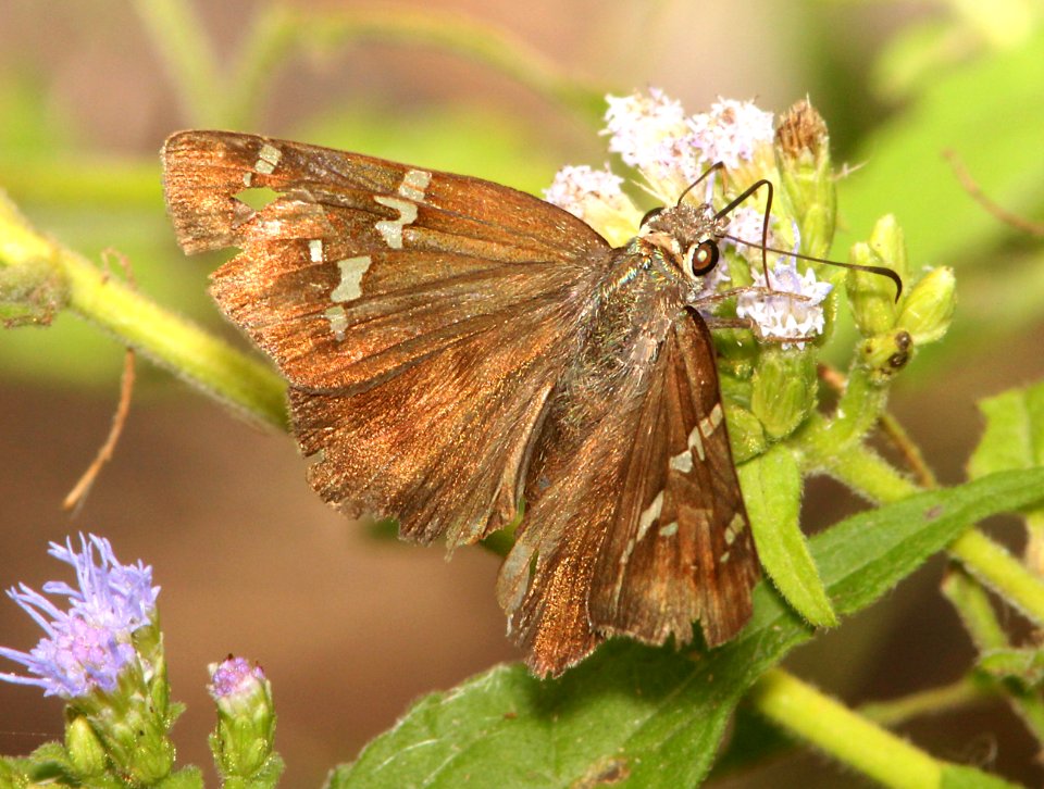 SKIPPER, PORTRILLO (Cabares portillo) (11-14-13) santa ana rwr, mcallen, tx -01