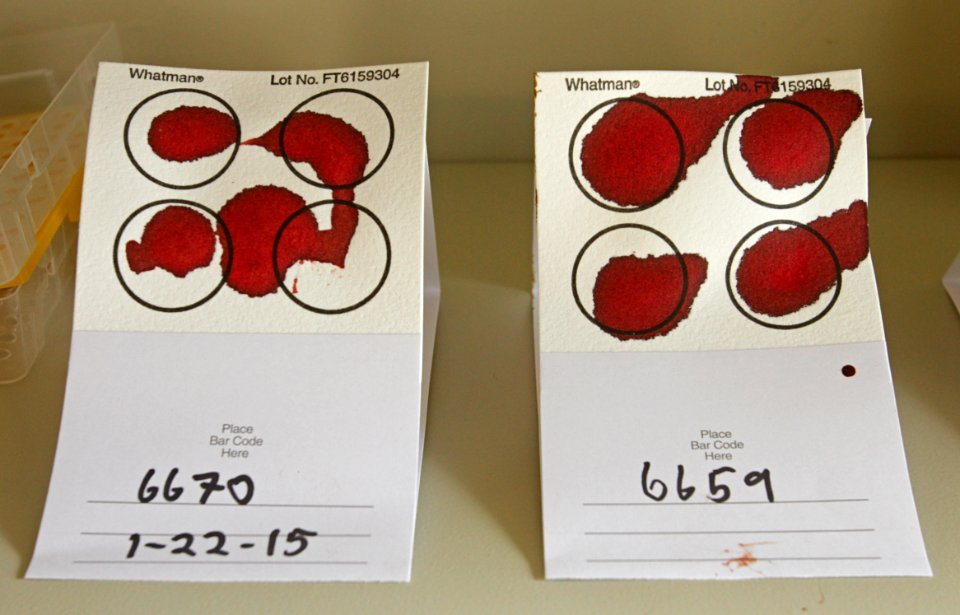 20 of 35 Bison blood stain cards for preserving DNA samples 3617