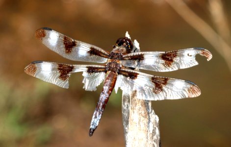 SKIMMER, TWELVE-SPOTTED (Orthemis Libellula pulchella) (10-20-2020) 3400 ft, edwards county, texas -01