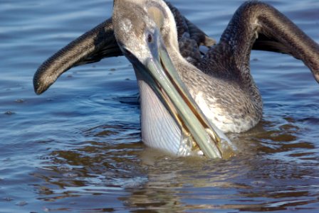 PELICAN, BROWN -01 photo