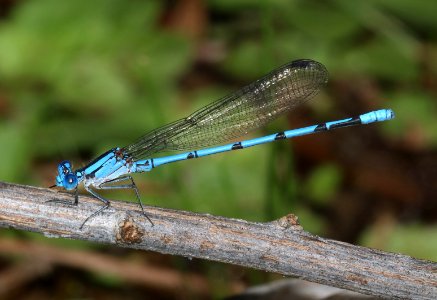 DANCER, SIERRA MADRE (Argia lacrimans) (10-1-2020) bear canyon, huachuca mts, cochise co, az -03