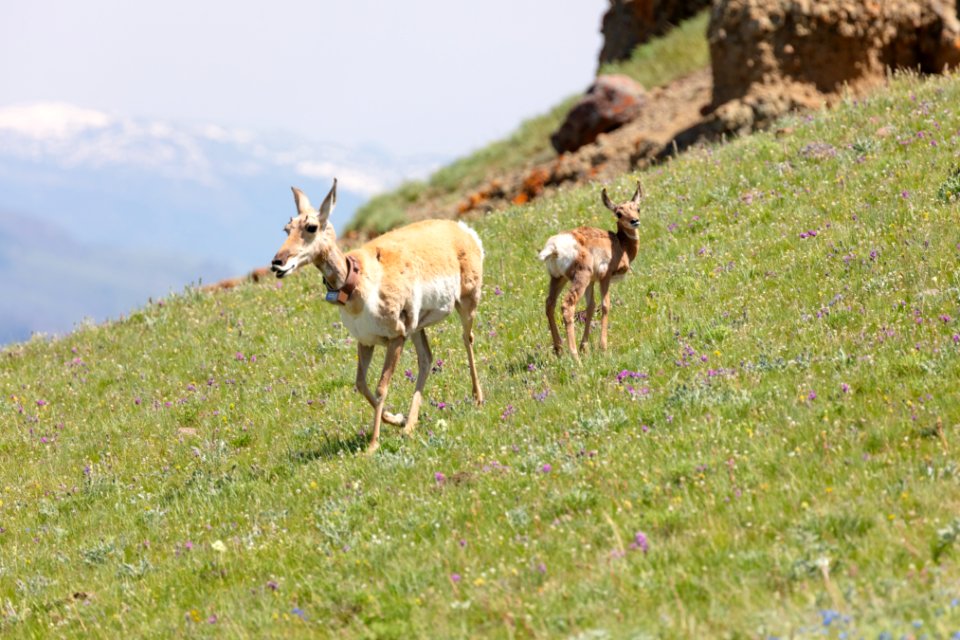 Collared pronghorn and fawn on Specimen Ridge