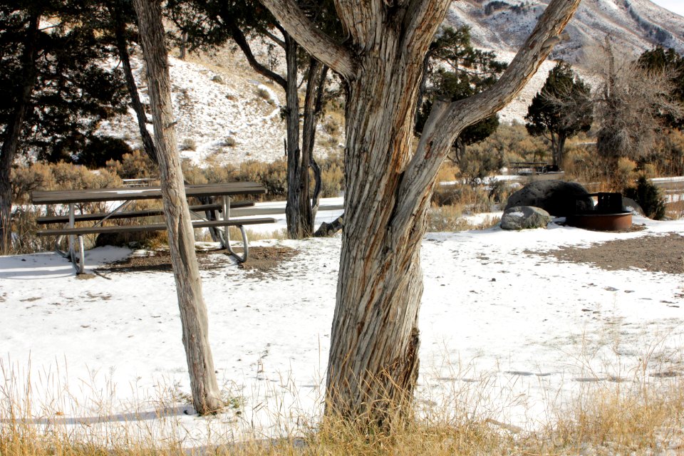 Mammoth Hot Springs Campground