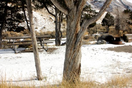 Mammoth Hot Springs Campground