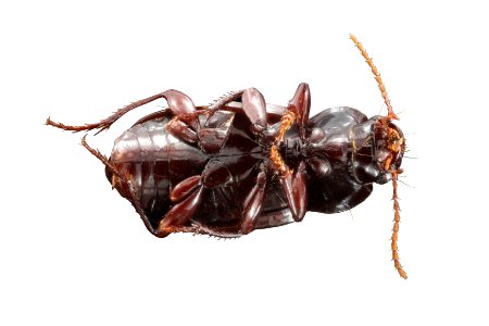 Amara latior (bottom view)