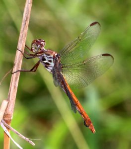 SKIMMER, ROSEATE (Orthemis ferruginea) (10-27-2020) sabal palm sanctuary, cameron co, tx -14 female