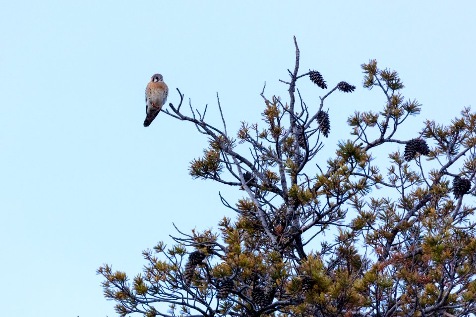 American kestrel perched in a tree