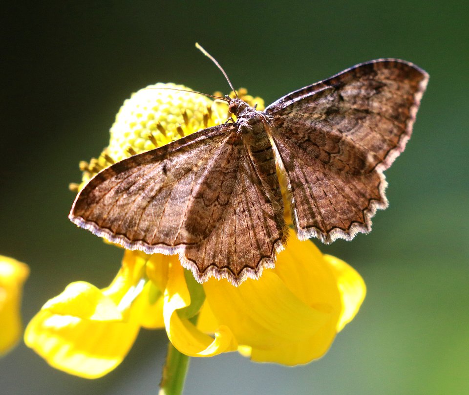 MOTH, BARBERRY GEOMETER (Coryphista meadii)  (6-30-2020) 7150 ft, at a creek 0.4 miles down comfort springs trail from ramsey cayn vista c g, cochise co, az  (2)