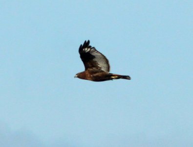HAWK, RED-TAILED (1-14-10) dark-phase, carrizo plain, slo co, ca .01