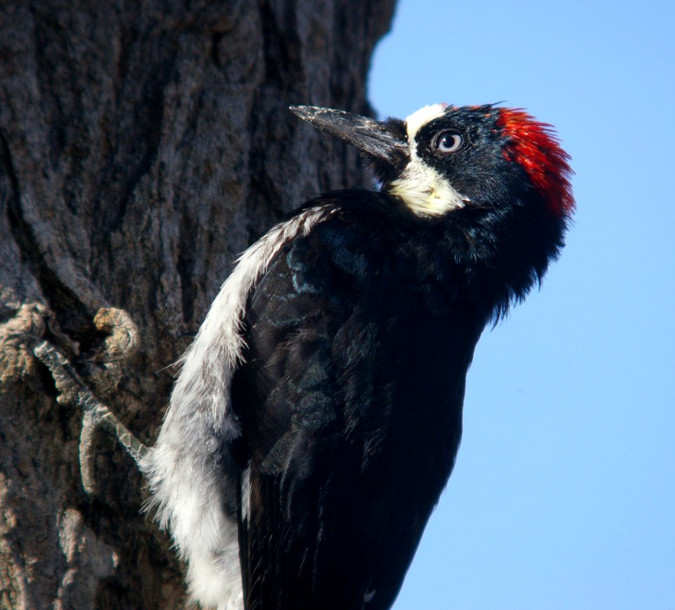 WOODPECKER, ACORN (11-16-07) atascadero -04