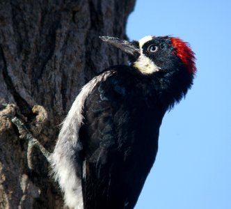 WOODPECKER, ACORN (11-16-07) atascadero -04 photo