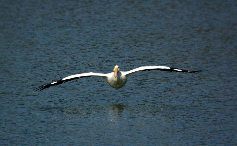 PELICAN, WHITE (11-16-07) atascadero -6