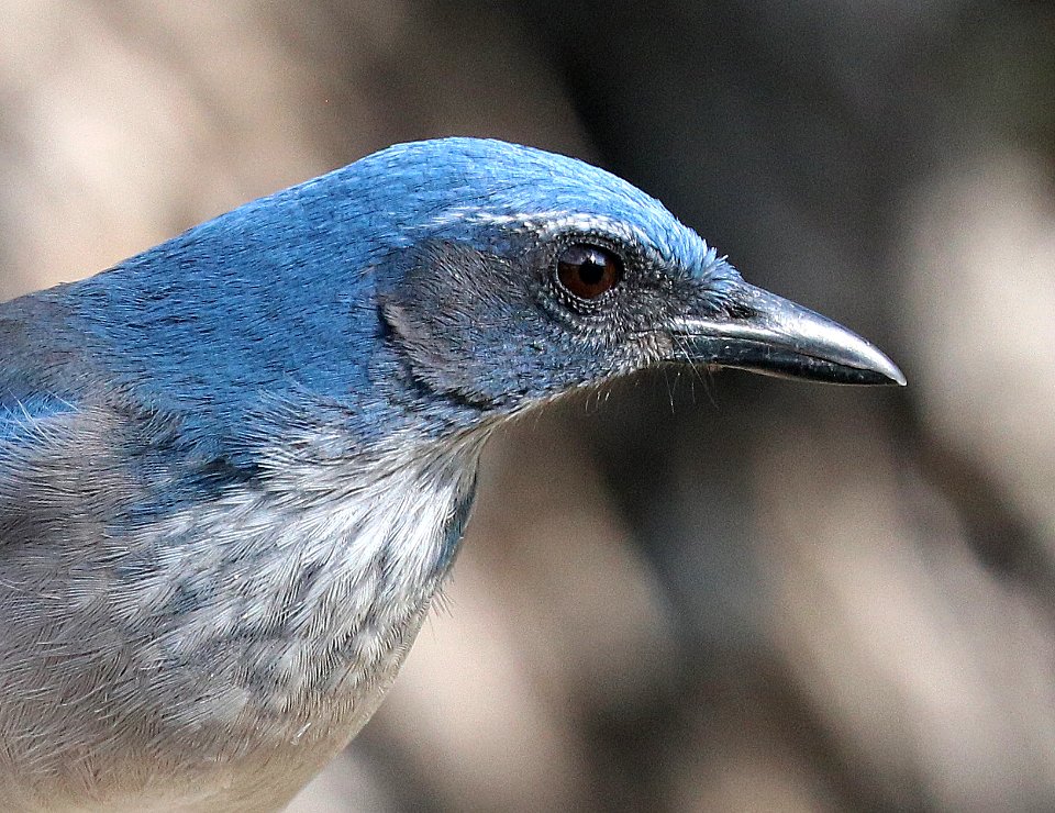 642 - WOODHOUSE'S JAY (10-20-2020) 3400 ft, edwards county, texas -02