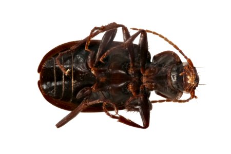 Calathus advena (bottom view)
