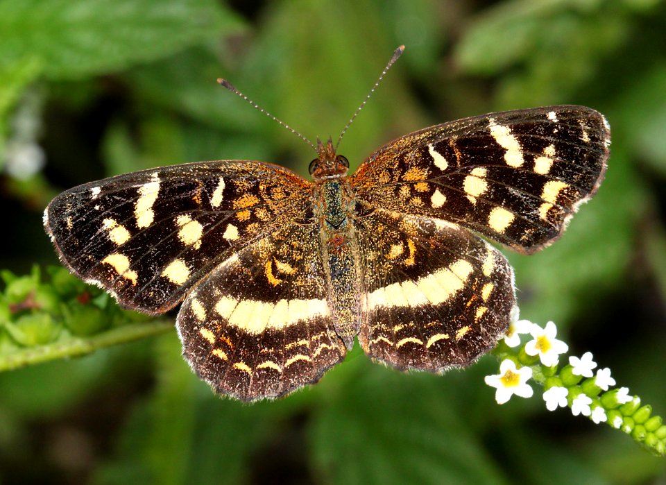 CRESCENT, PALE-BANDED (Anthanassa tulcis) (11-16-13) resaca de la palma, cameron co, tx -01