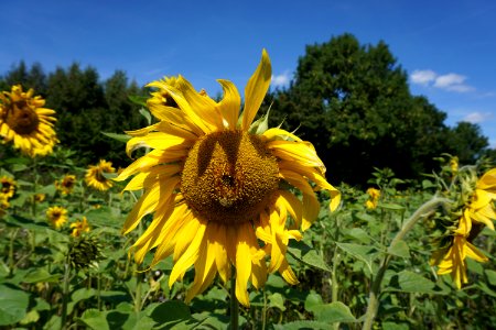 North Downs Sunflowers 🌻 photo