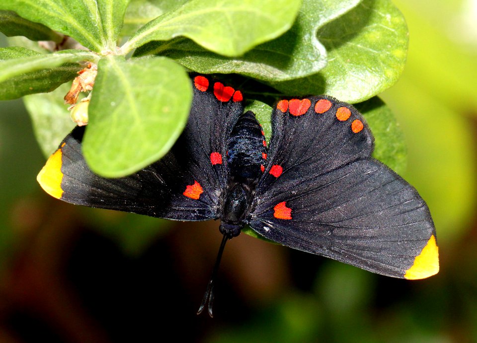 RED-BORDERED PIXIE (Melanis pixie) (11-20-13) falcon lake state park, tx -01