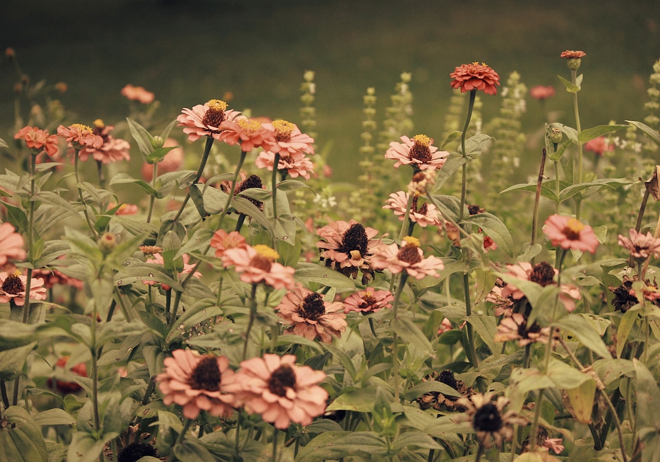 Herb garden nature natural