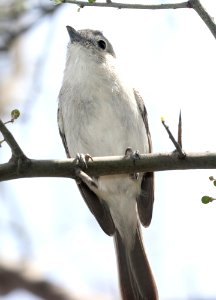 622 - GRAY VIREO (3-31-2018) patagonia lake, santa cruz co, az -07
