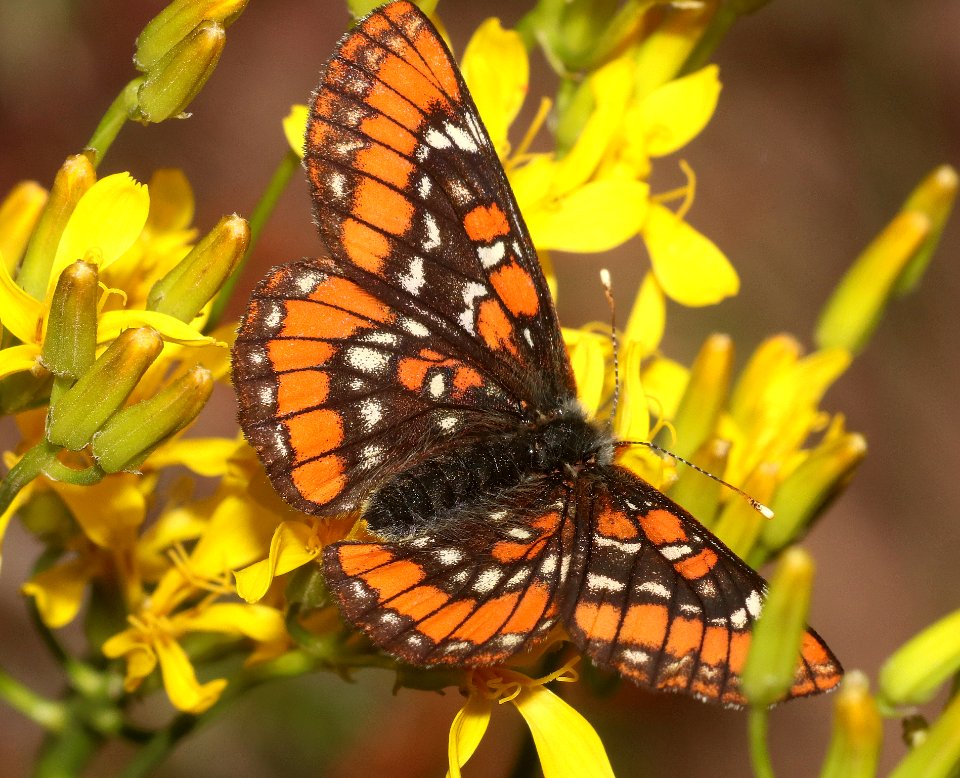CHECKERSPOT, GILLETT'S (Euphydryas gillettii) (7-17-2020) 8000 ft, cottonwood lake, lincoln co, wy -03