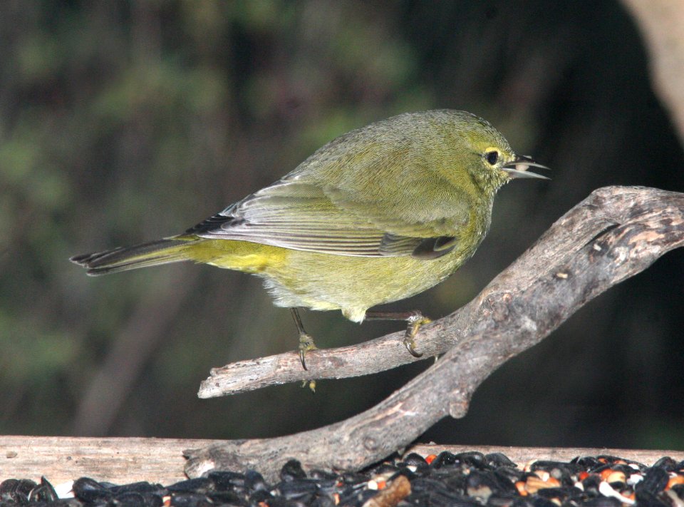 WARBLER, ORANGE-CROWNED (12-18-08) canet rd -2