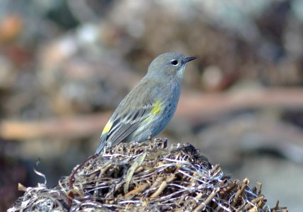 WARBLER, YELLOW-RUMPED (12-23-07) aud -1