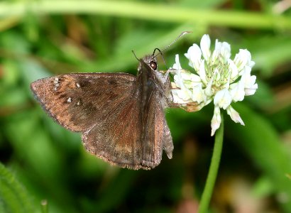 DUSKYWING, HORACE'S (Erynnis horatius) (6-18-2017) penny's bend, durham co, nc -01