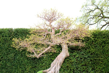 Bonsai Trees