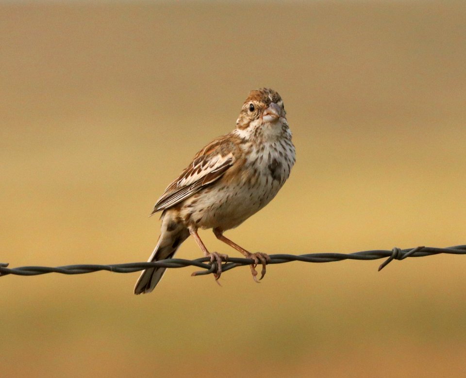 882 - LARK BUNTING (9-13-2020) san rafael grasslands, santa cruz co, az -02
