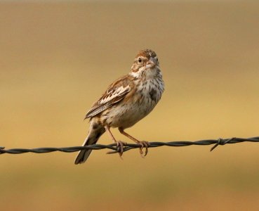 882 - LARK BUNTING (9-13-2020) san rafael grasslands, santa cruz co, az -02