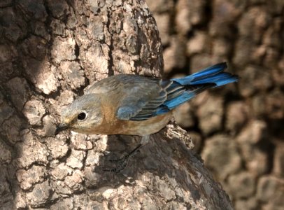 734 - AZURE EASTERN BLUEBIRD (4-14-2017) harshaw road, santa cruz co, az -08 female