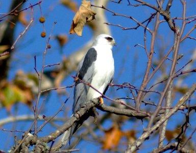KITE, WHITE-TAILED (12-22-07) -1