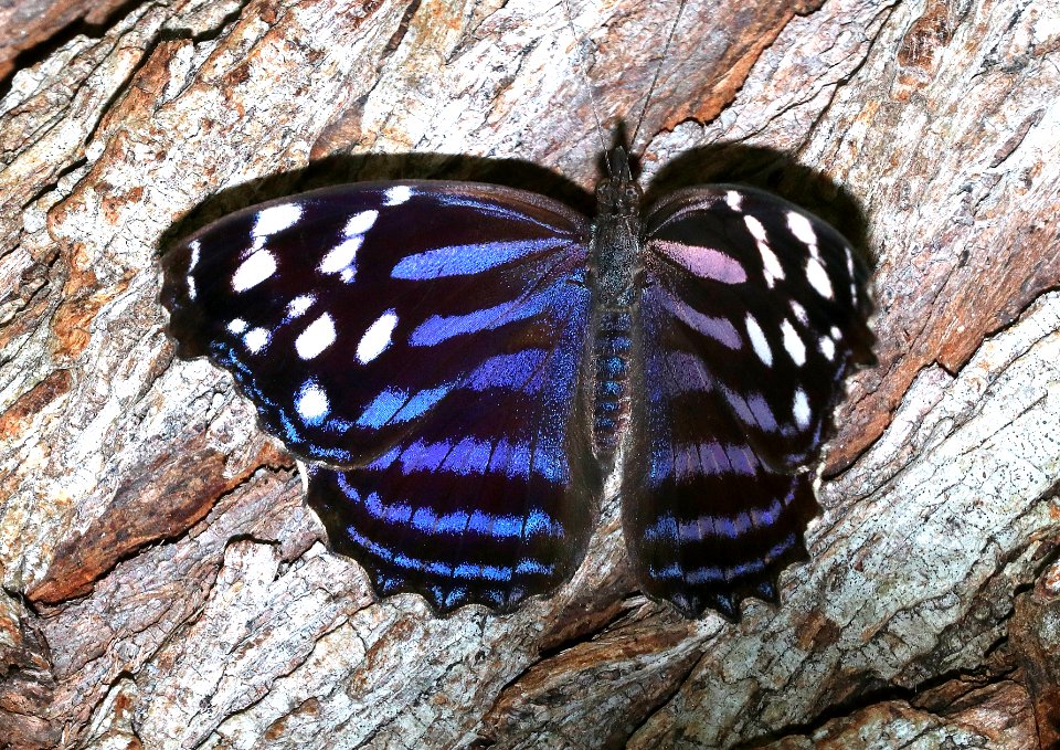 BLUEWING, MEXICAN (Myscelia cyananthe) (10-29-2020) hugh ramsey nature center, harlengen, cameron co, tx -04