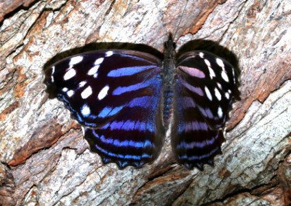 BLUEWING, MEXICAN (Myscelia cyananthe) (10-29-2020) hugh ramsey nature center, harlengen, cameron co, tx -04