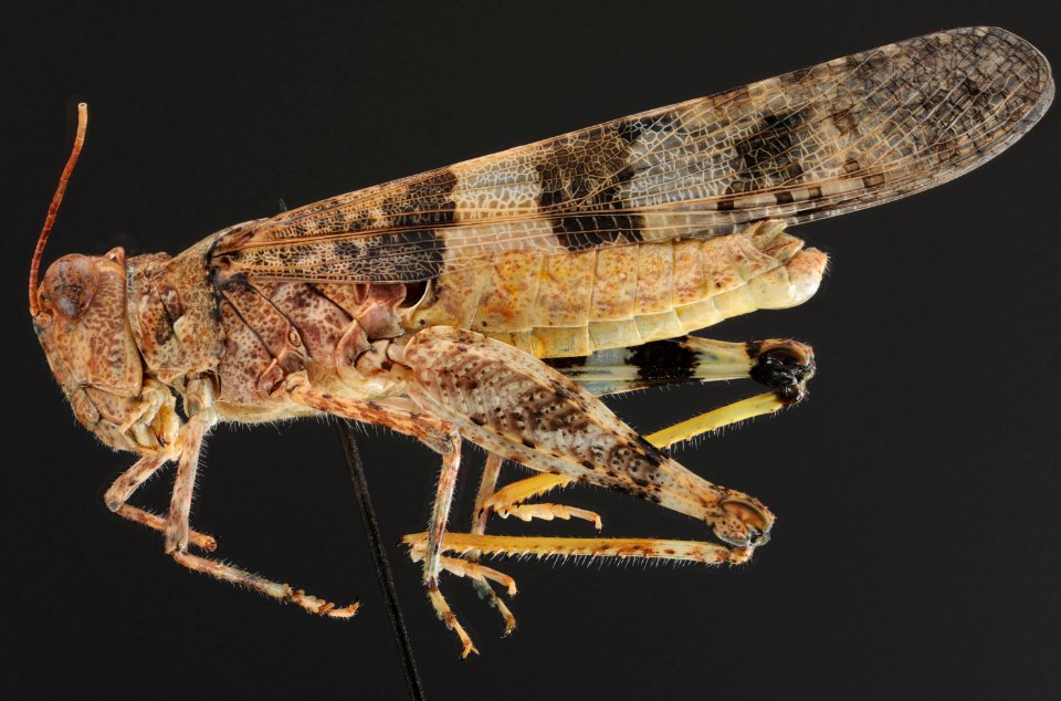 Trimerotropis pallidipennis side