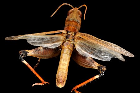 Ageneotettix deorum (top view)