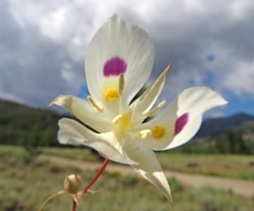 061 - TRIP WILDFLOWERS -19 - WHITE MARIPOSA LILY (Calochortus eurycarpus)  (7-23-2020) 7200 ft, blaine co, id