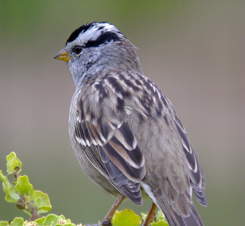 SPARROW, WHITE-CROWNED (9-6-O7) nuttalli, cloisters -01