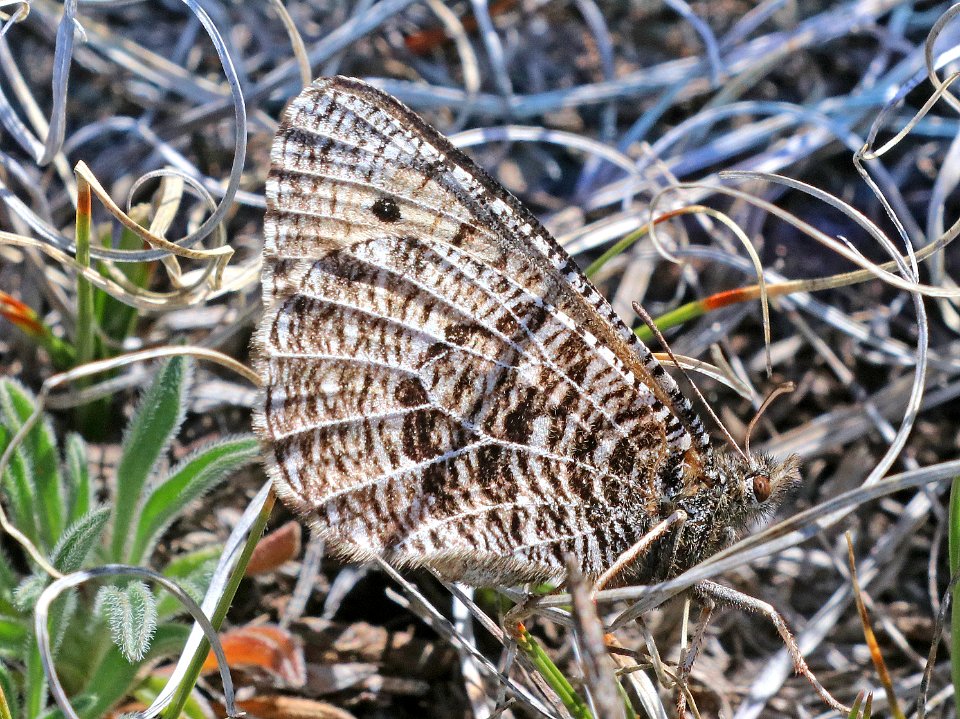 ARCTIC, ALBERTA (Oeneis alberta) (5-23-2020) terry flats, escdilla mts, apache co, az -43